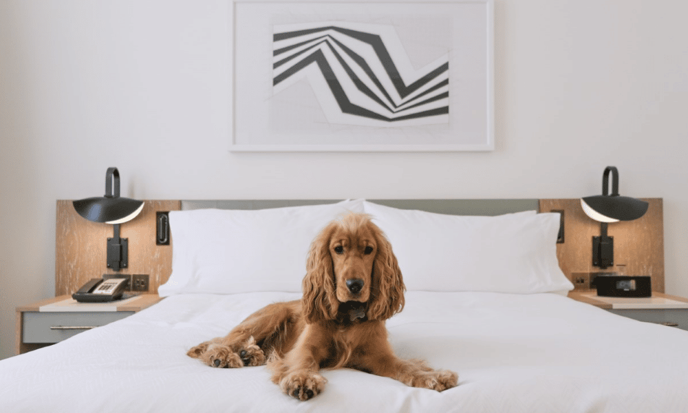 Dog-Friendly Hotels in Dublin