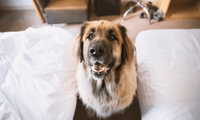 dog-friendly hotels in Ireland