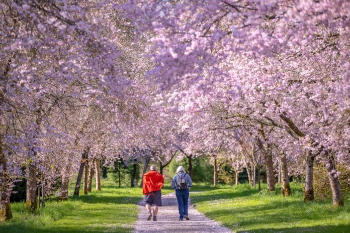 Cherry Blossoms Birr Castle Demesne