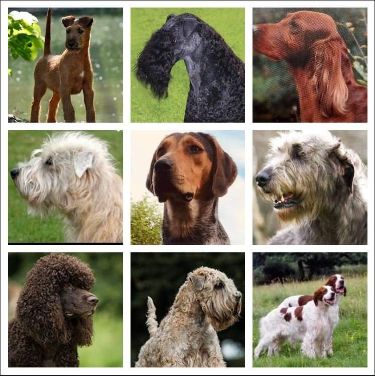 Irish Dog Breeds