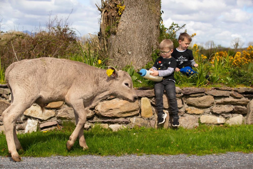 West Waterford Feeding Calf