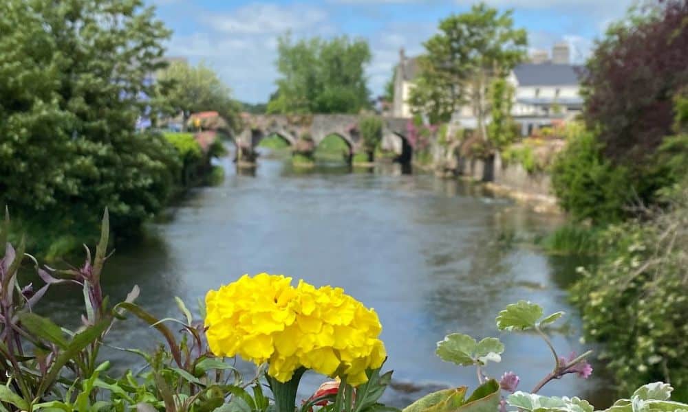 A blooming marigold frames the view and the oldest bridge in the tidiest town of Ireland 