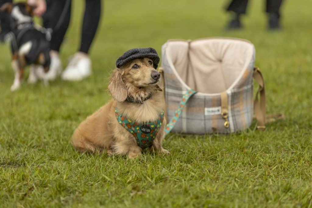 A cocker spaniel cross with brown soft hair and adorned with a cap sits on the grassy lawn at Pups in the Park event from last year
